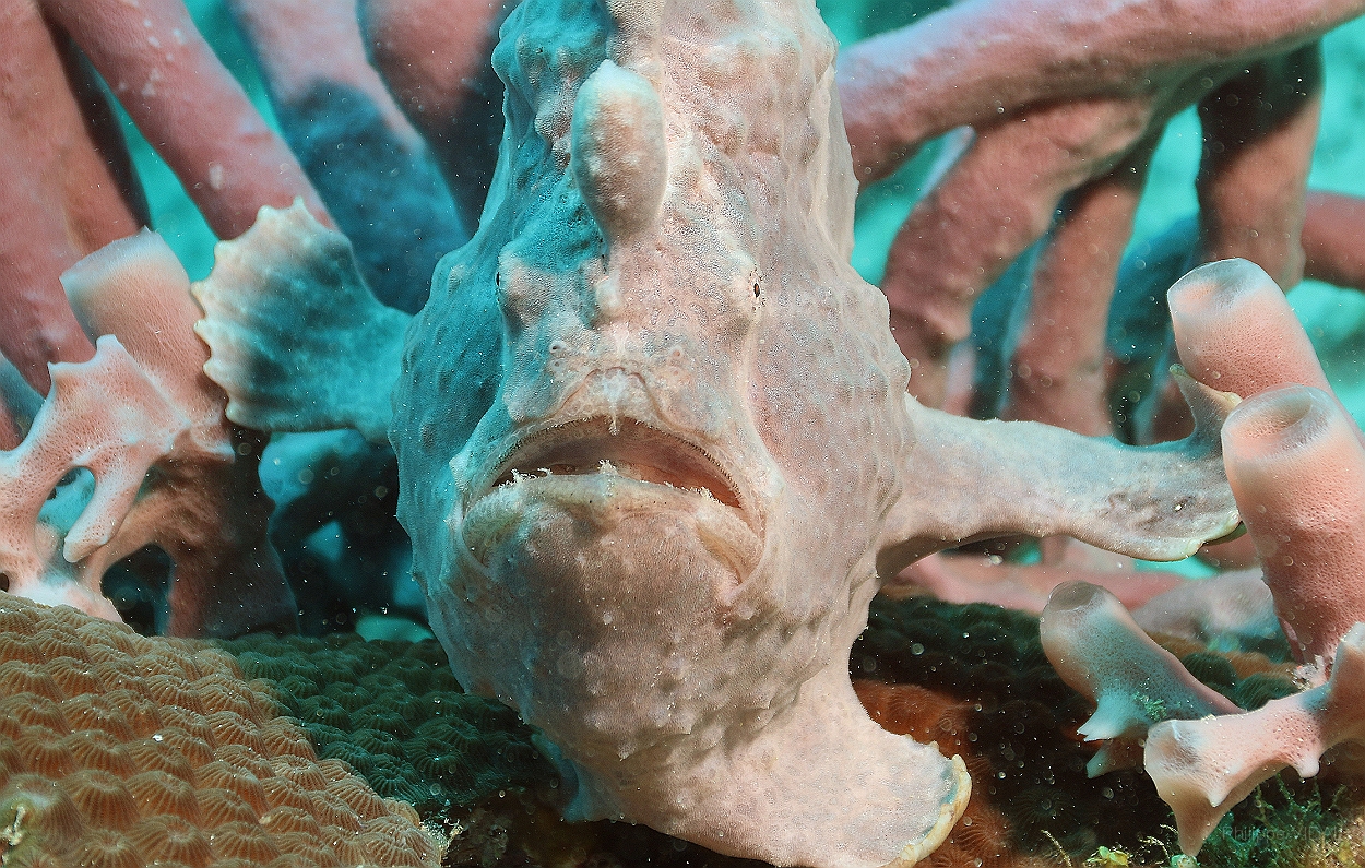 Sipadan_2015_Poisson grenouille_Antennaire geant_Antennarius commerson_IMG_3149_rc.jpg